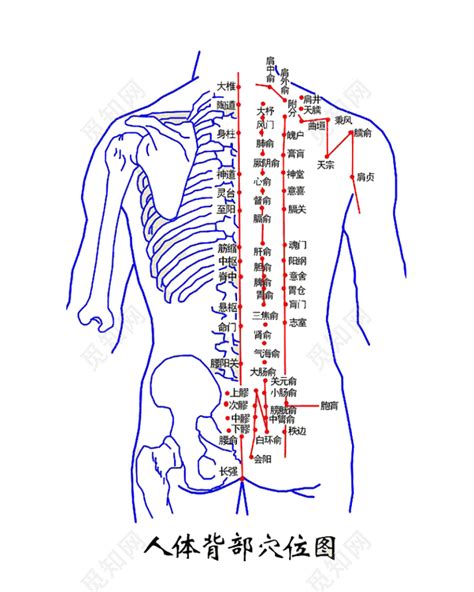 背穴|人体背部穴位图解大全 人体背部穴位对应器官